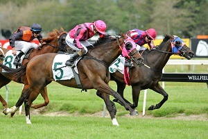 PERFECT START - MANAWATU 20-12-2014 RACE IMAGES PHOTO NZTM